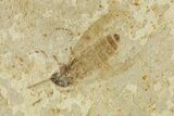 Detailed Fossil Fly (Plecia) With Pos/Neg - France #267649-1